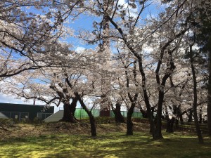 20200410 郡山市　開成山公園_200410_0009